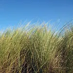 Vakantieappartementen Stuifkenszand *